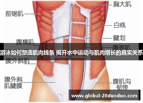 游泳如何塑造肌肉线条 揭开水中运动与肌肉增长的真实关系